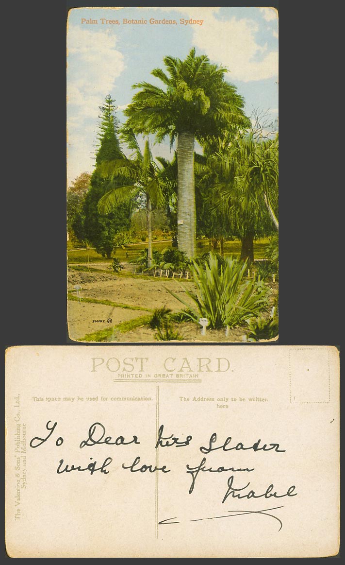 Australia Old Colour Postcard Palm Trees Botanic Gardens Sydney Botanical Garden