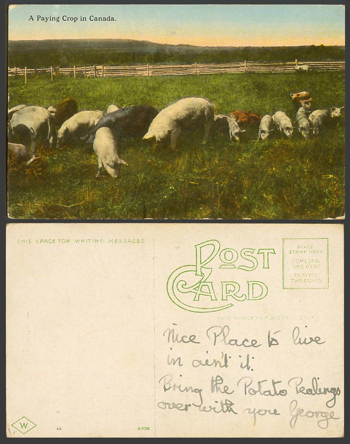 Canadian Old Postcard A Paying Crop in Canada - PIG Pigs Piglet Piglets Animals