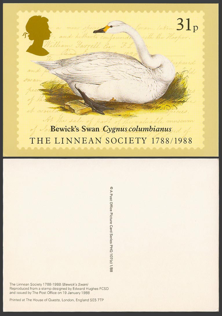 PHQ Card QEII 31p Bewick's Swan Cygnus columbianus Bird Linnean Society Postcard