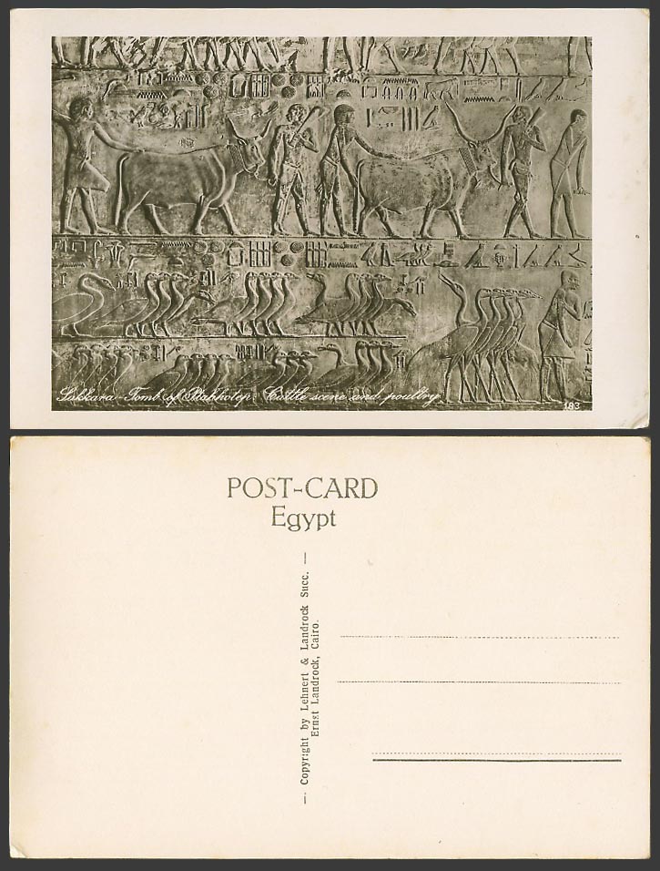 Egypt Old Postcard Sakkara Tomb of Ptahhotep Carvings Cattle Poultry Geese Birds
