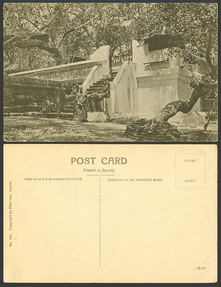 Ceylon Old Postcard Sacred Bo Tree Anuradhapura Ruins Buddhist Monks Priests 185