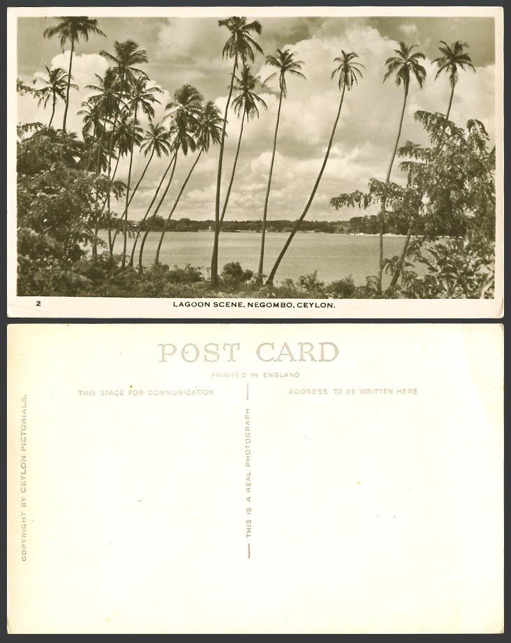 Ceylon Old Real Photo Postcard Lake Lagoon Scene NEGOMBO Palm Trees and Panorama