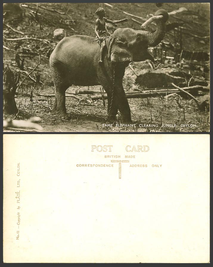 Ceylon Old Real Photo Postcard Tame Elephant clearing Jungle Native Worker No.41