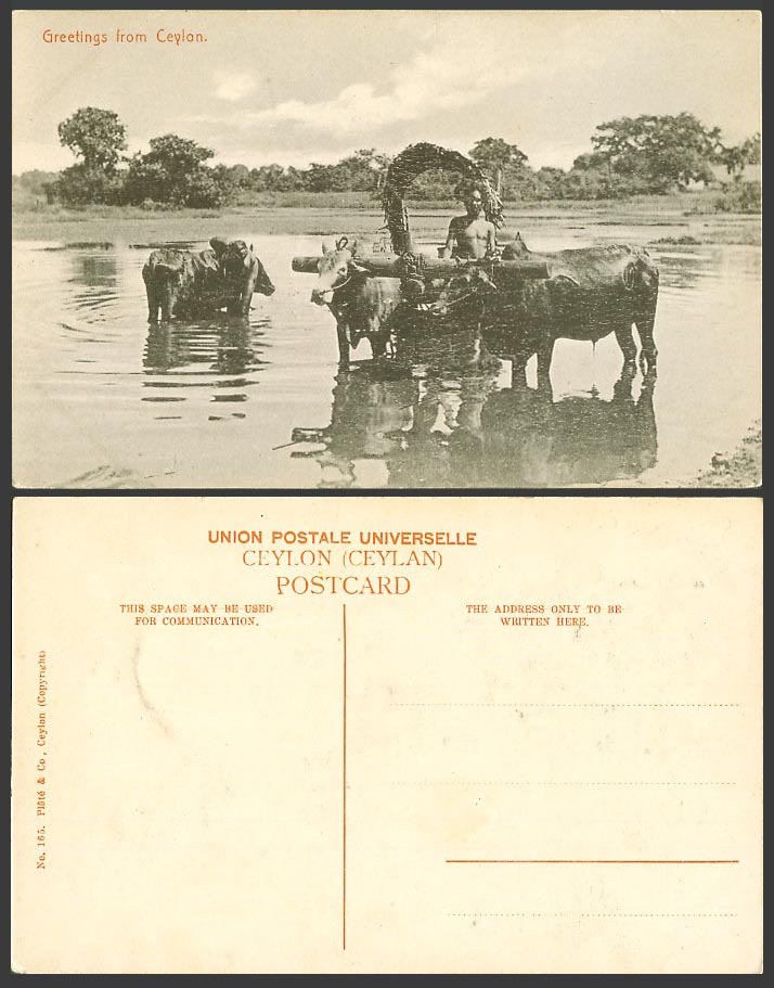 Ceylon Greetings from Old Postcard Bullock Cart, Cattle Oxen Bull River or Lake