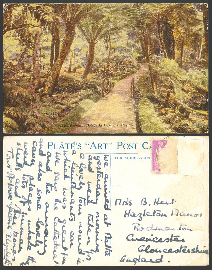 Ceylon Old Colour Postcard The Fernery Hakgalla Gardens Ferns Plate's Art No. 72
