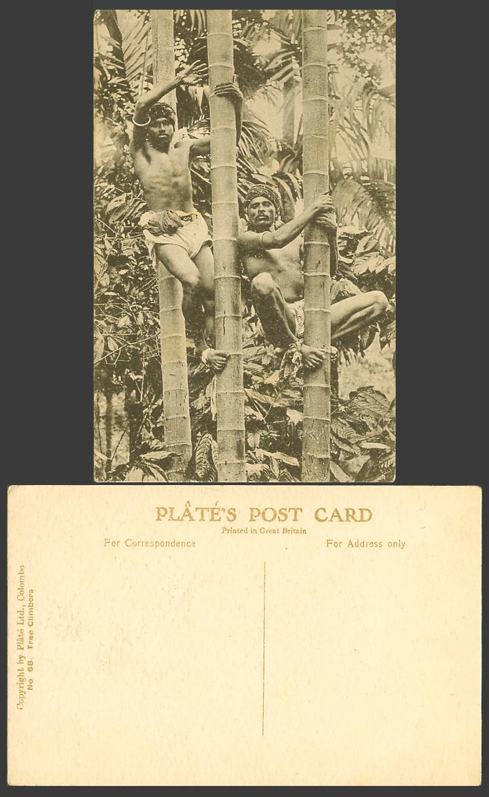 Ceylon Old Postcard TREE CLIMBERS Men Climbing Palm Trees Barefoot Ethnic Life