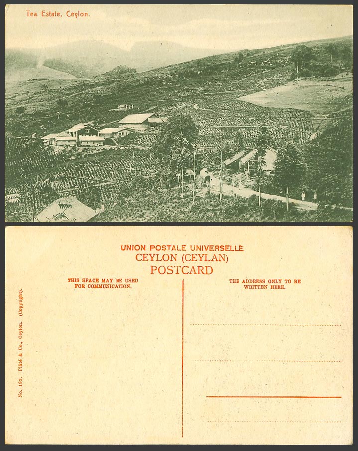 Ceylon Old Postcard TEA ESTATE, Panorama Double Bullock Carts Street Scene Hills