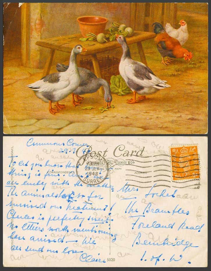E. Hunt Artist Signed 1948 Old Postcard Birds, Geese Rooster Chicken, Vegetables
