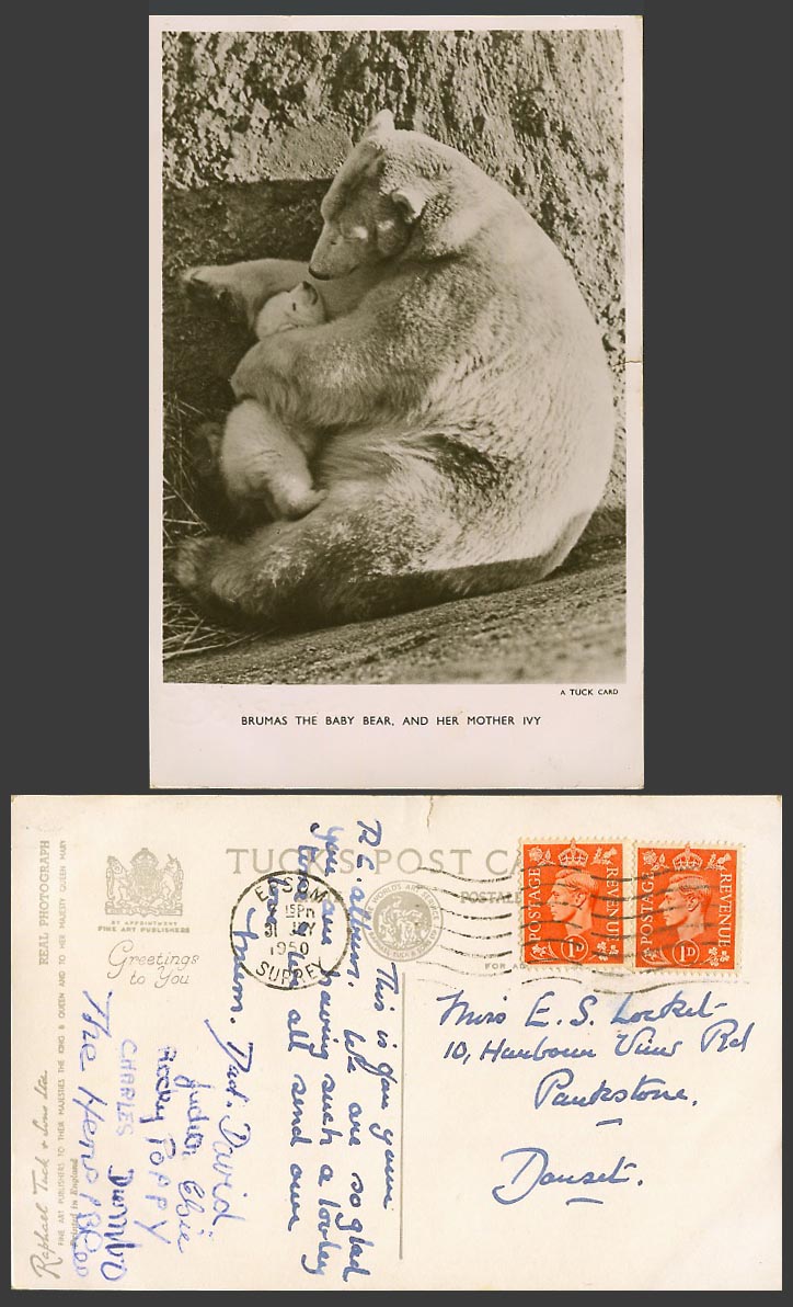 Polar Bears Brumas Baby Bear Mother Ivy Zoo Animals 1950 Old Real Photo Postcard