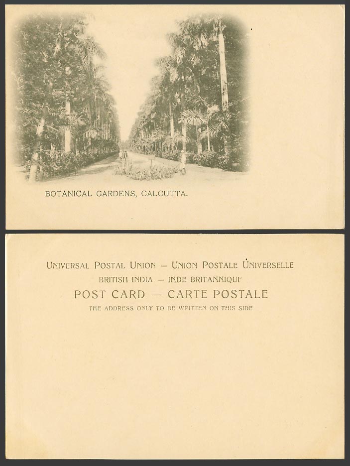 India Old U.B. Postcard Botanical Gardens, Calcutta, Botanic Garden, Palm Trees