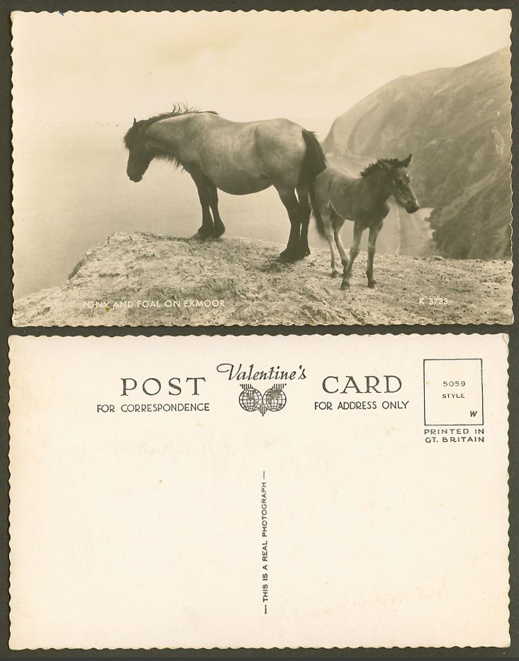 Exmoor, Pony and Foal Ponies Horses Animals, Rocks Devon Old Real Photo Postcard