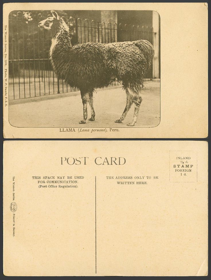 Peru Old Postcard Llama, Lama peruana, Zoo Animal, Photo W.P. Dando F.Z.S. 2306