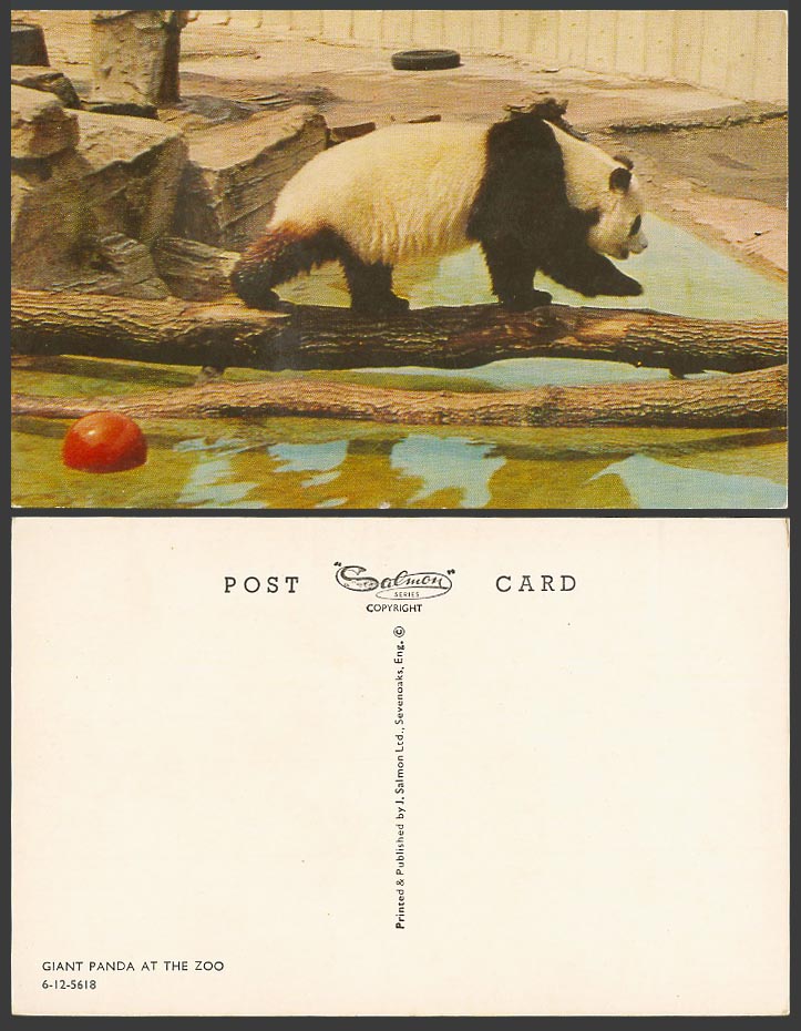 Giant Panda at The Zoo, Red Ball China Native Chinese Animal Old Colour Postcard
