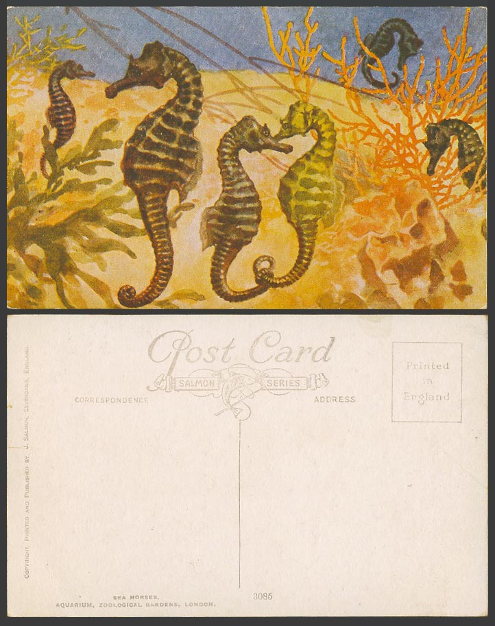 Sea Horses Seahorses Aquarium Zoological Gardens London, ART Old Colour Postcard