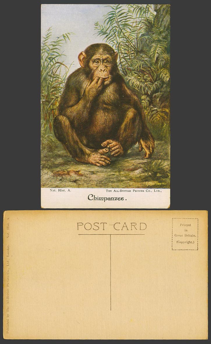 Chimpanzee Monkey Zoo Animal, Artist Signed by A. Sherman Art Drawn Old Postcard