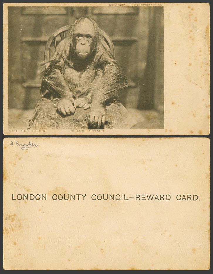Ourang Gutang Orangutan Monkey, Zoo Animal Old London County Council Reward Card