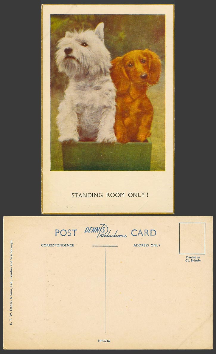 Dachshund German Sausage Dog Puppy Dogs Puppies, Standing Room Only Old Postcard