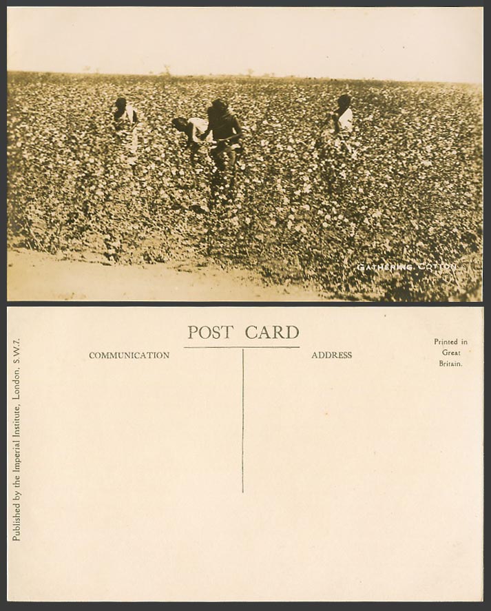 India Old Real Photo Postcard Native Farmers Gathering Cotton, Field Agriculture