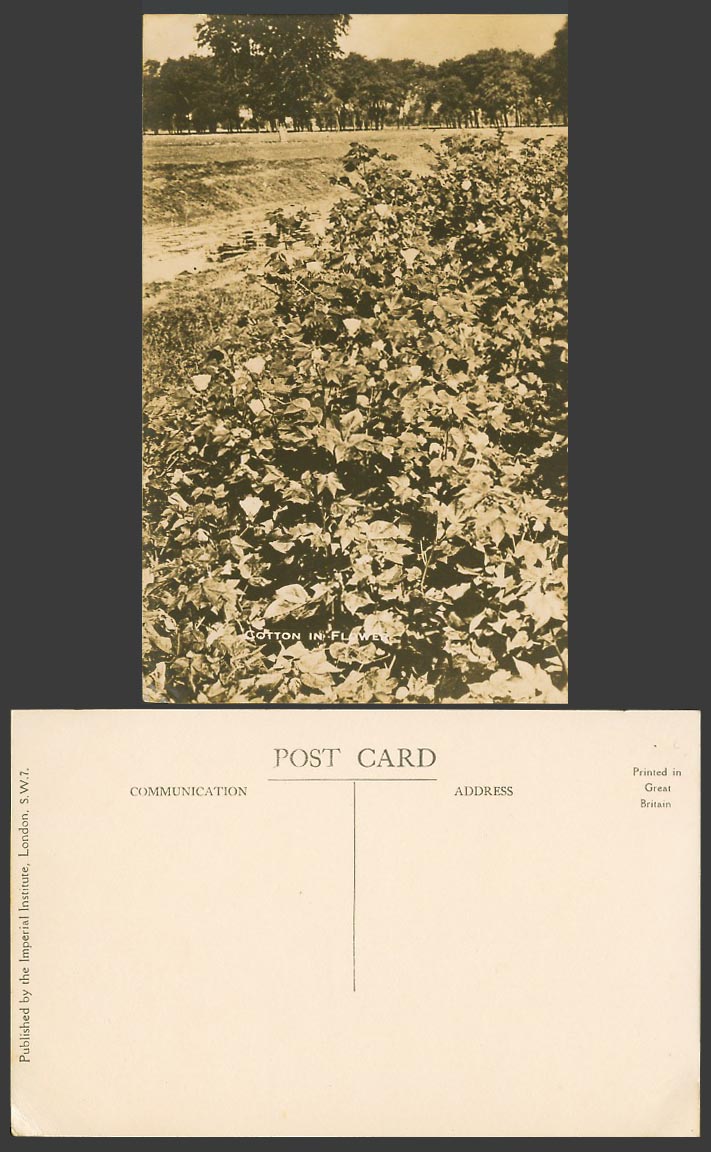 India Old Real Photo Postcard Cotton in Flower Cotton Flowers Cotton Field Trees