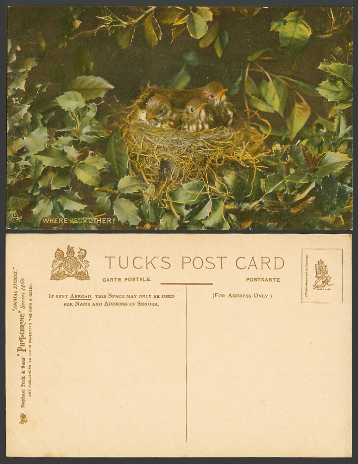 Birds Chicks in Bird Nest - Where's Mother? Old Postcard Tuck's Animal Studies