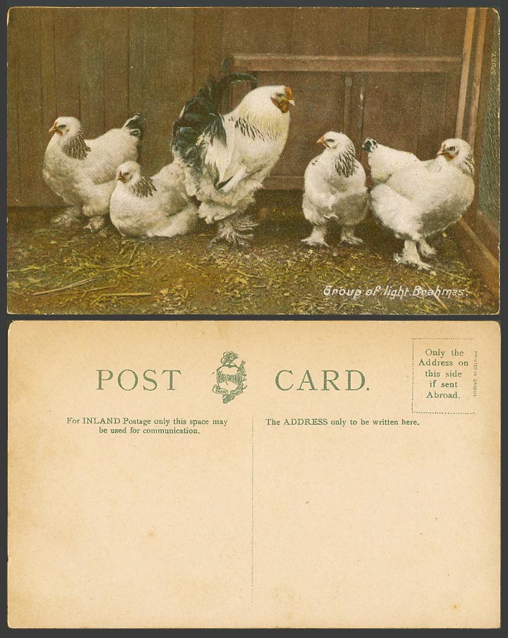 Light Brahmas Group Brahma Chicken Rooster Cock Birds of USA Old Colour Postcard