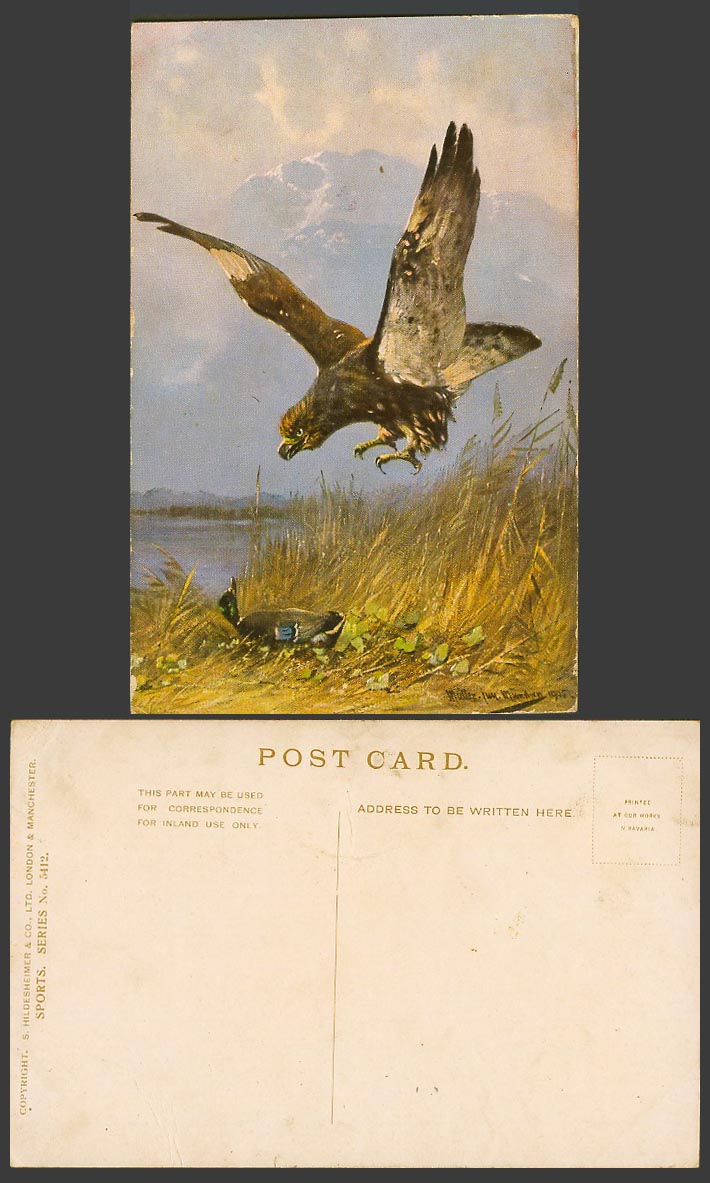 Mueller Jun Munchen 1905 Artist Signed Old Postcard Eagle Bird & Wild Duck Goose