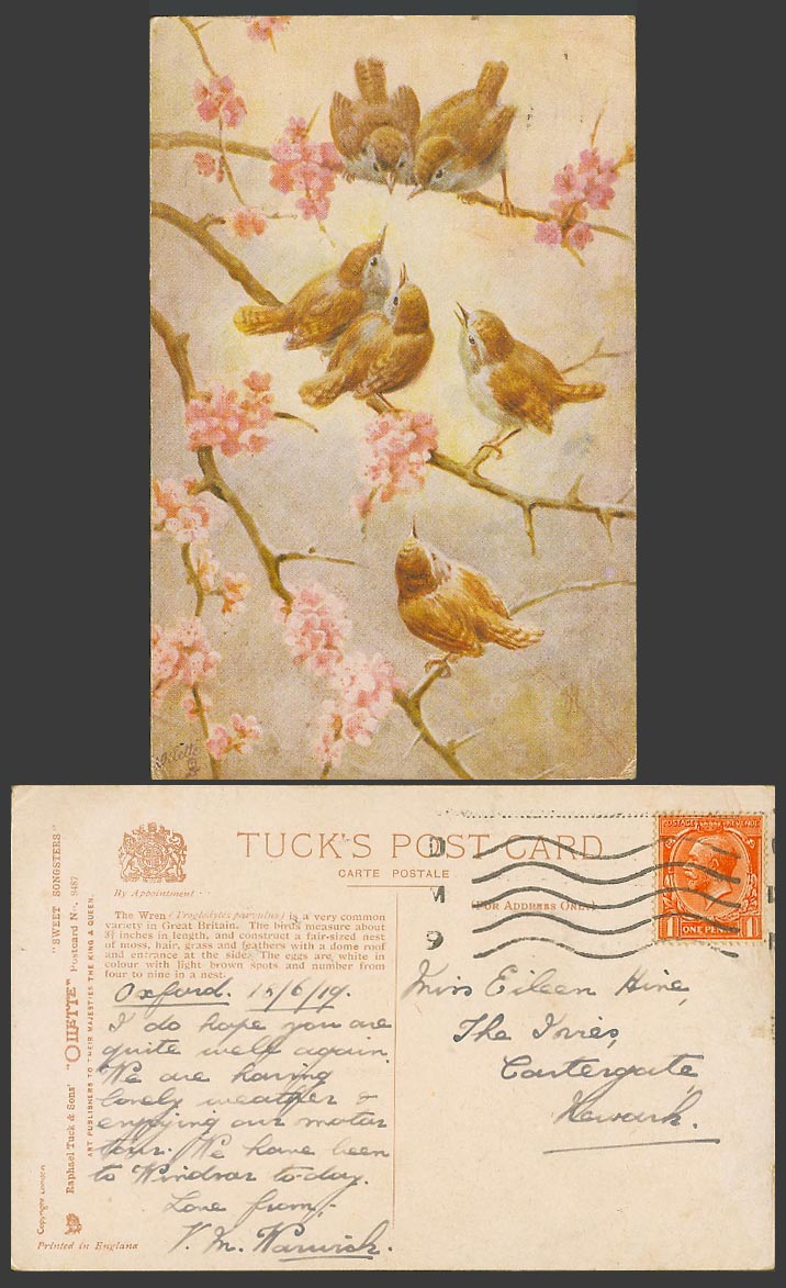 The Wren Bird Birds and Flowers Tuck's Oilette Sweet Songsters 1919 Old Postcard