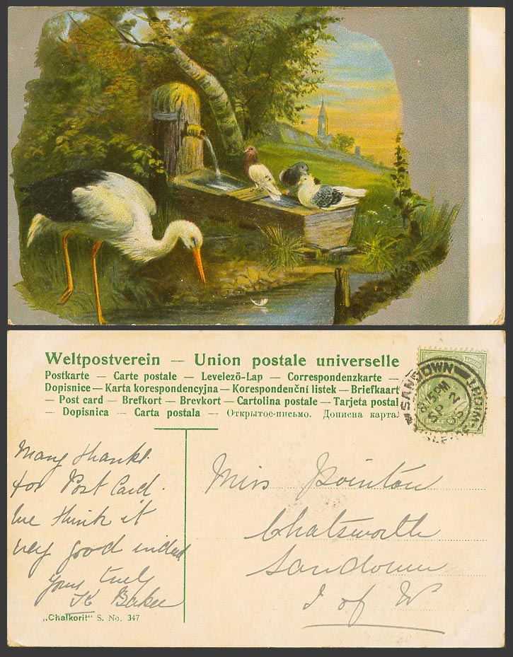 Crane Bird Pigeons Birds, Trough Fountain Animals Artist Drawn 1905 Old Postcard