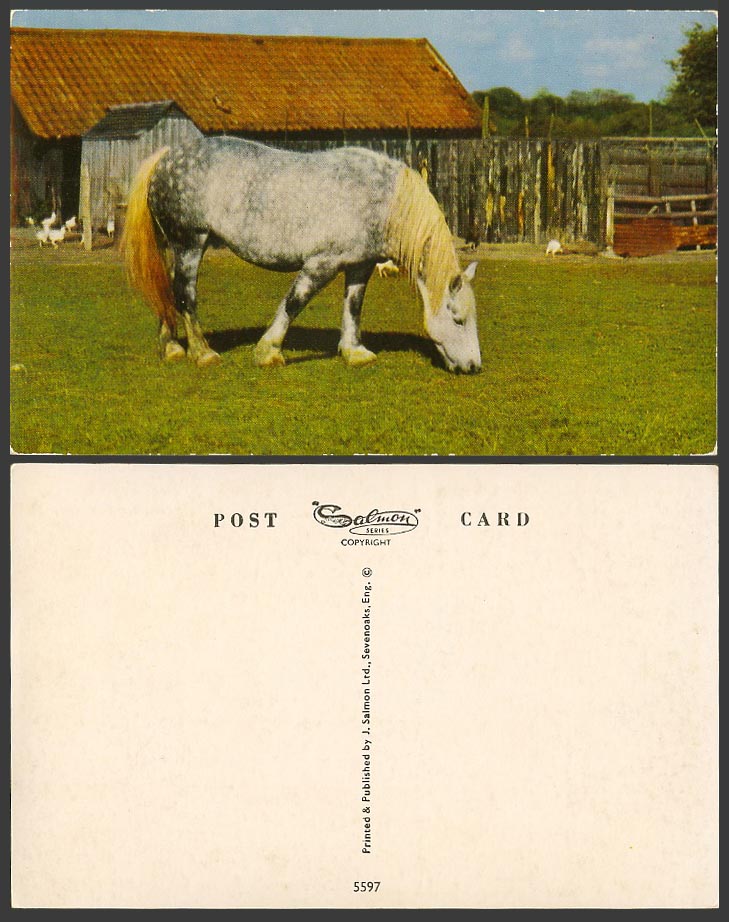 Horse Pony, Stable, Chicken Bird Farm Animals Old Colour Postcard J. Salmon 5597