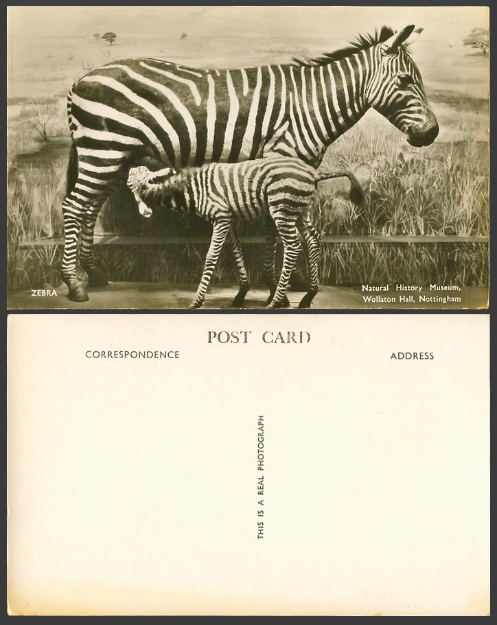 Zebras Zebra & Foal Natural History Museum Wollaton Hall Nottingham Old Postcard