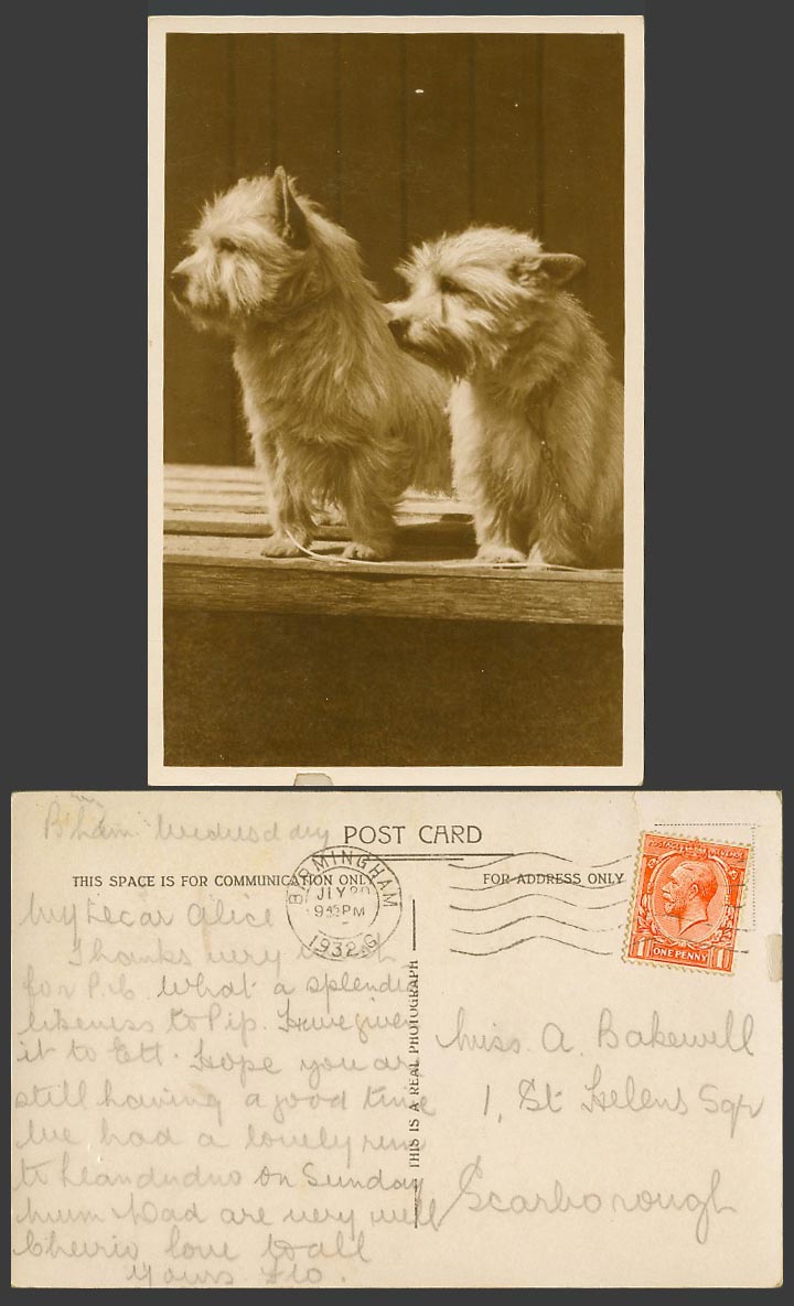 2 Dogs Puppies 1d 1932 Old Real Photo Postcard Dog Puppy Pet Pets Animal Animals