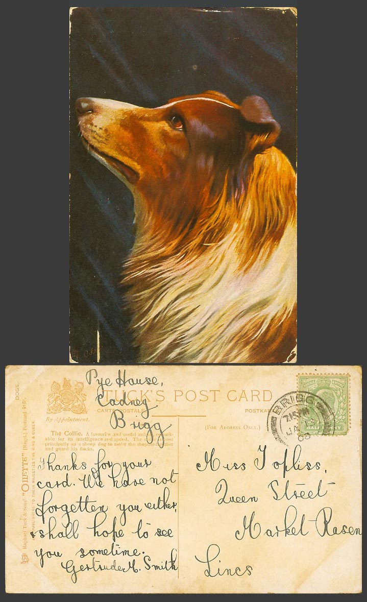 The Collie Dog Puppy Artist Signed 1908 Old Postcard Tuck's Oilette Dogs No.9181