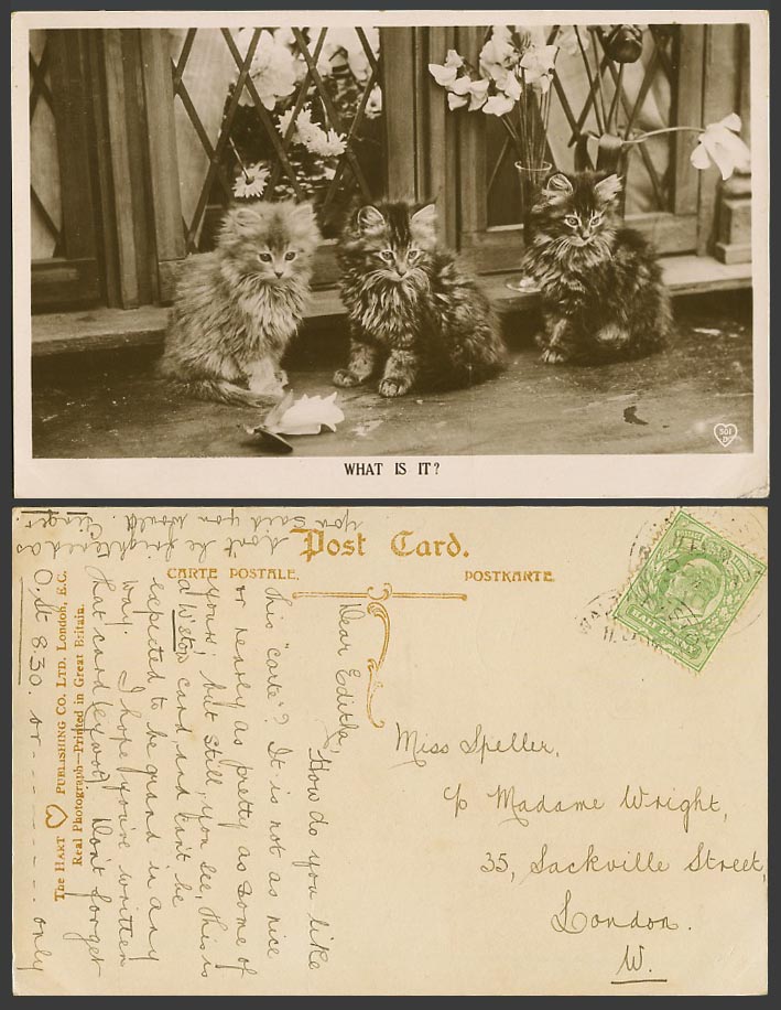 Cats Kittens, Who Is It? Flowers Vases 1910 Old Real Photo Postcard Pets Animals