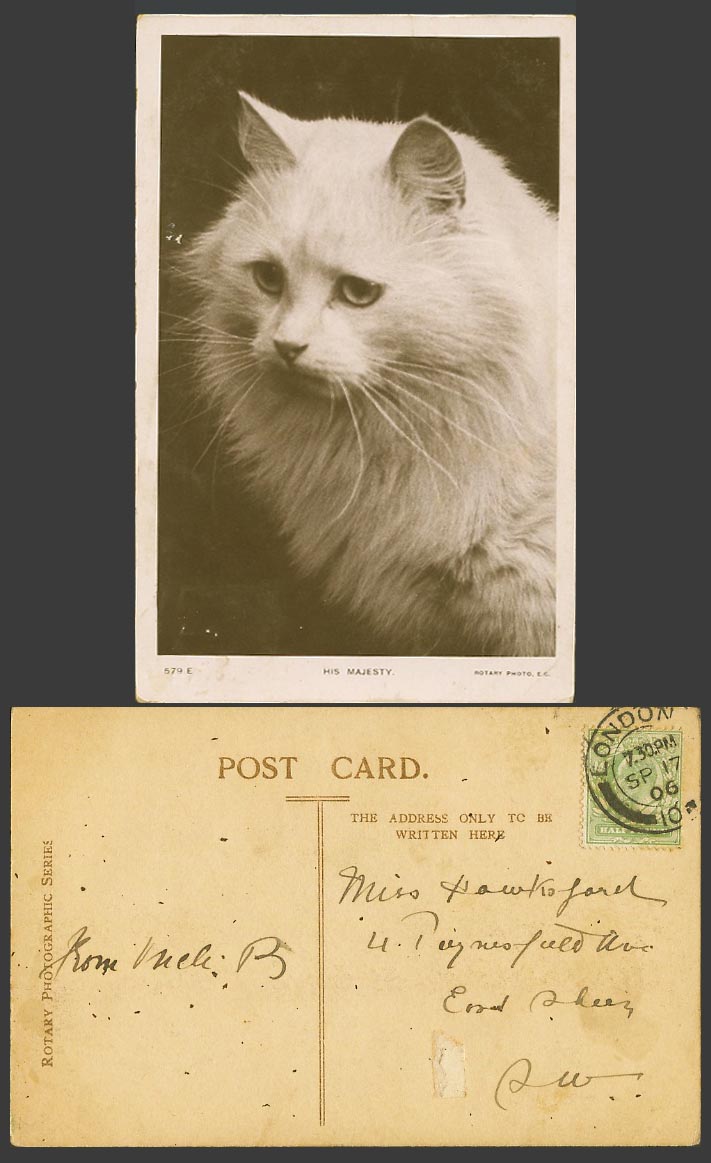 A Persian Cat Kitten His Majesty Pet Animal Old Real Photo Postcard Rotary Photo