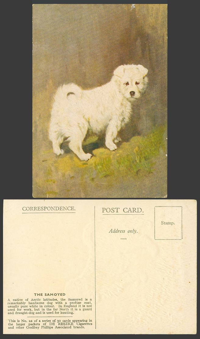 Samoyed Dog Puppy Guard and Draught-dog Old ART Postcard De Reszke Cigarettes 22