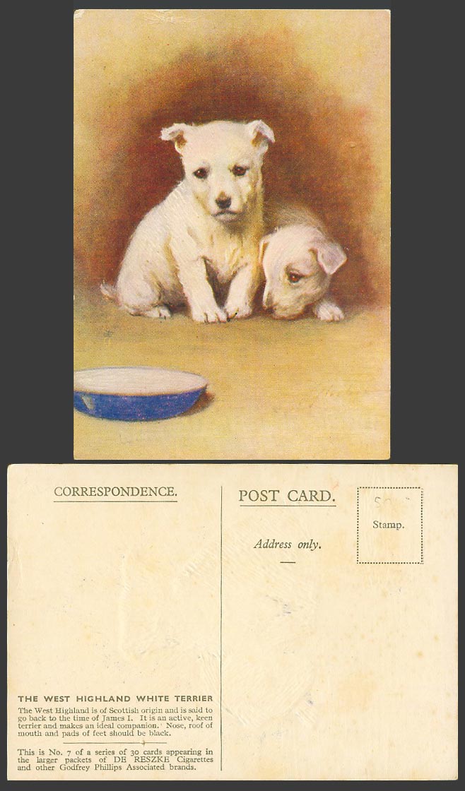 The West Highland White Terrier Dogs Puppies Old Postcard DE RESZKE Cigarettes 7