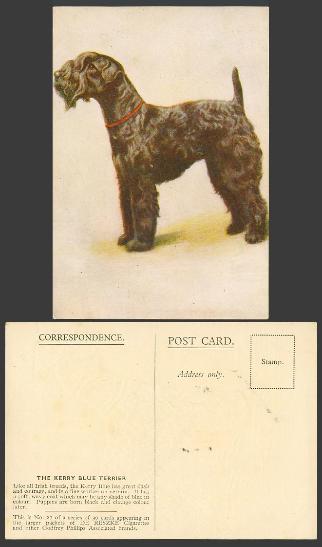 Kerry Blue Terrier Irish Breed Dog Puppy Old ART Postcard De Reszke Cigarette 27