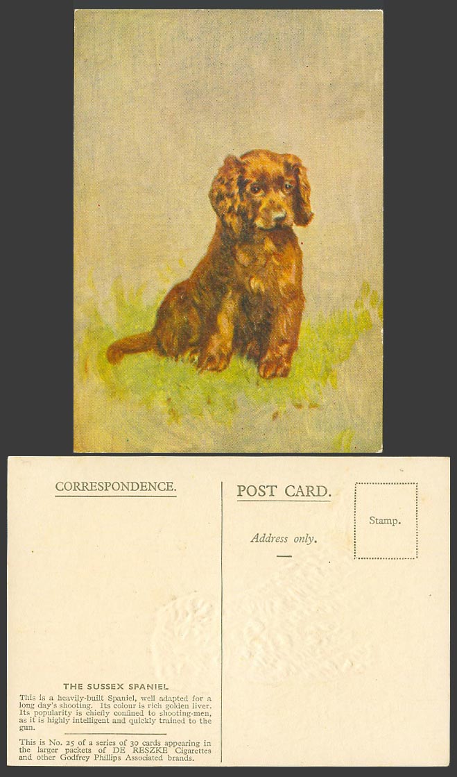 Sussex Spaniel Dog Puppy Heavily-Built Old ART Postcard De Reszke Cigarettes 25.