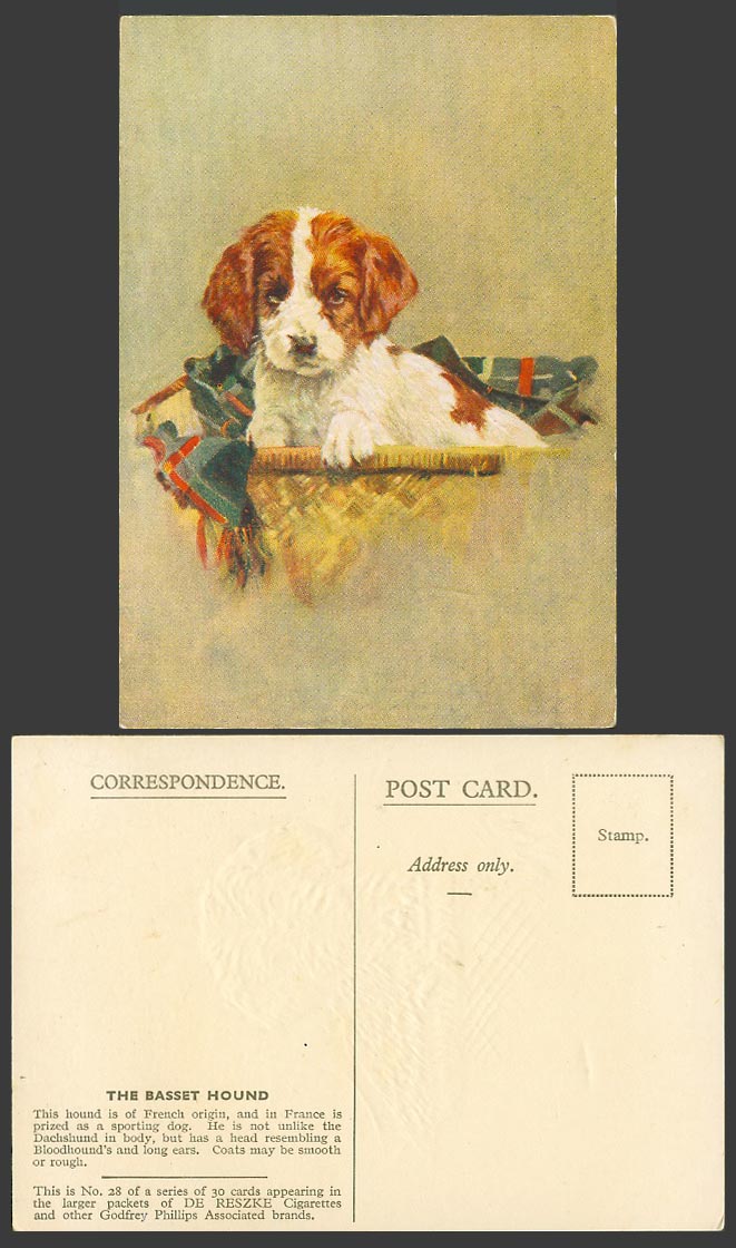 Basset Hound French Origin Dog Puppy Old ART Postcard De Reszke Cigarettes No.28