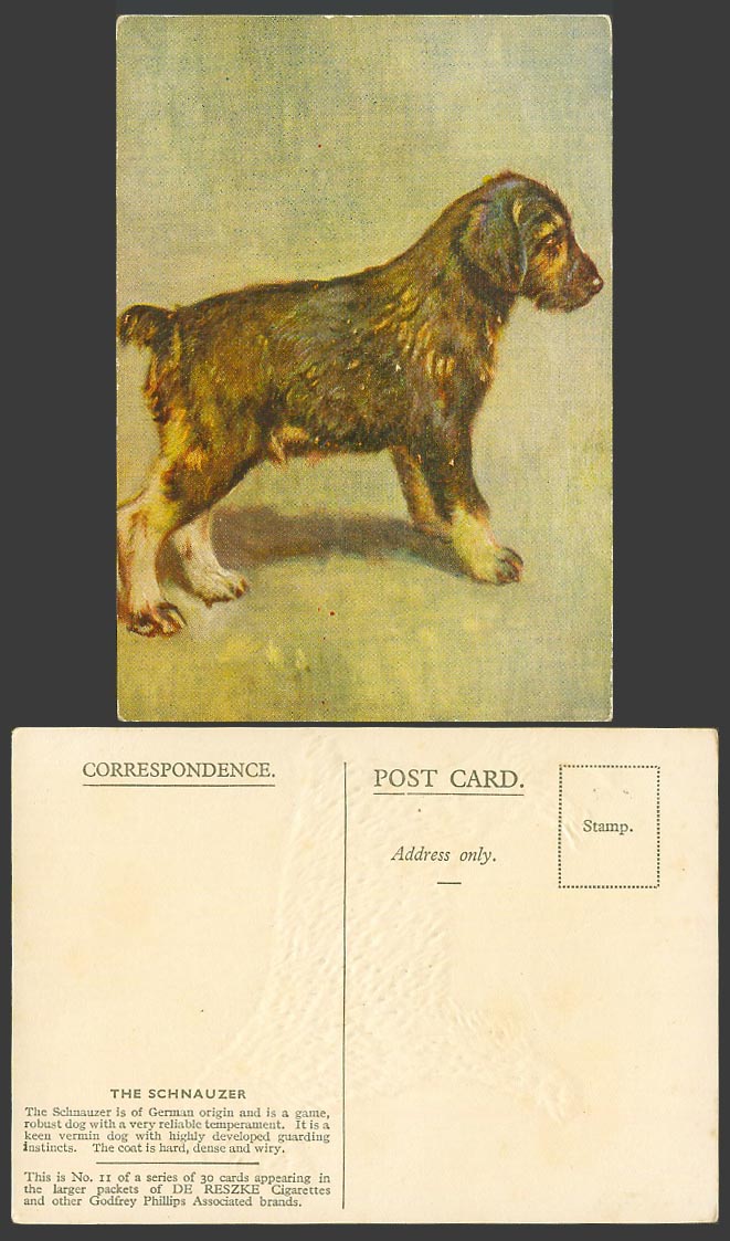 Schnauzer Game Dog Puppy, German Origin Old ART Postcard De Reszke Cigarettes 11