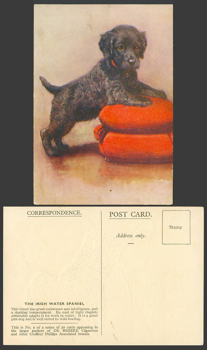 Irish Water Spaniel Dog Puppy Gun-Dog Old ART Postcard De Reszke Cigarettes No.9