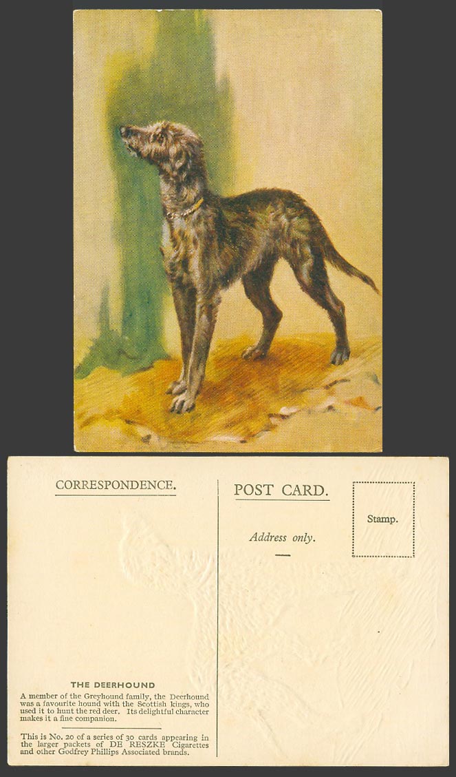 Deerhound, Dog Puppy Pet, Art Artist Drawn Old Postcard De Reszke Cigarettes 20.