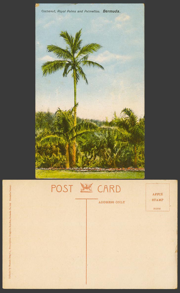 Bermuda Old Colour Postcard Cocoanut, Royal Palms and Palmettos, Palm Trees, 148