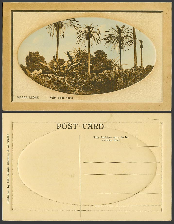 Sierra Leone Old Embossed Postcard Palm Birds Nests, Bird Nest Palm Trees Africa