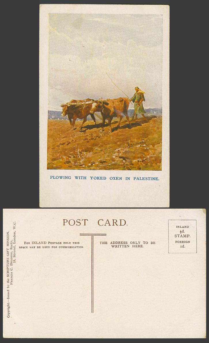 HA Harper Artist Signed Old Postcard Plowing with Yoked Oxen in Palestine Farmer
