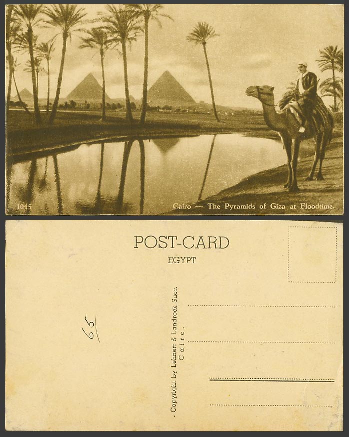 Egypt Old Postcard Cairo, Pyramids of Giza at Floodtime Flood Time, Camel Rider