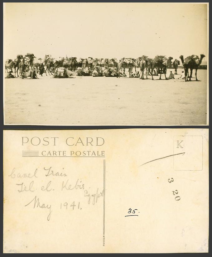 Egypt Camels Camel Train Tell El Kebir Tel El Kebir 1941 Old Real Photo Postcard