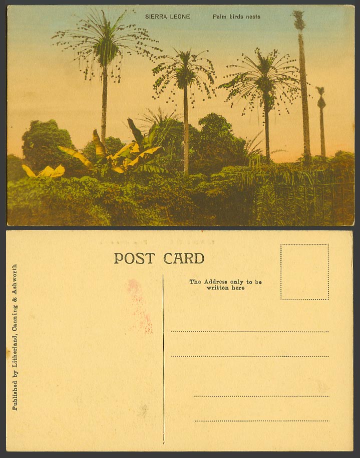 Sierra Leone Old Hand Tinted Postcard Palm Birds Nests Bird Nest Birdnests Trees