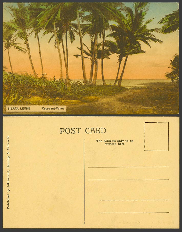 Sierra Leone Old Hand Tinted Postcard Cocoanut-Palms, Coconut Palm Trees, Sunset