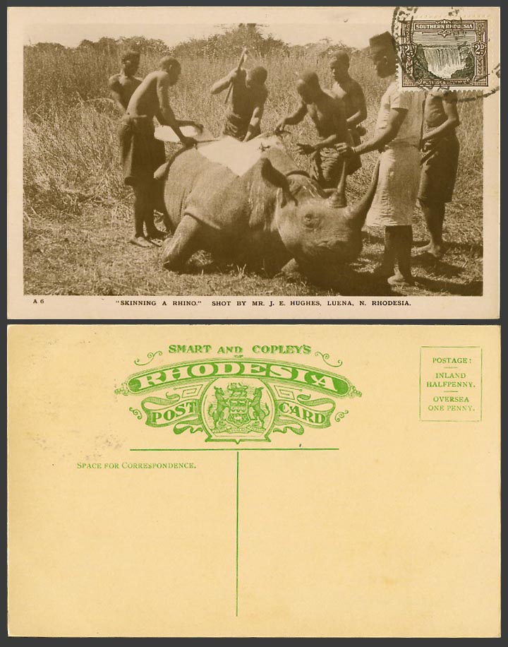 Rhodesia 1932 Old Real Photo Postcard Skinning Rhino Rhinoceros J E Hughes Leuna